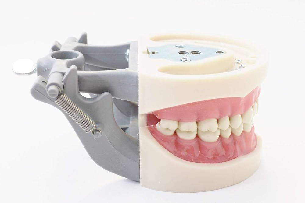 その他 NISSIN DENTAL MODEL Nissin Typodont Jaw Set - 300 Series - GNR300 - UL Original